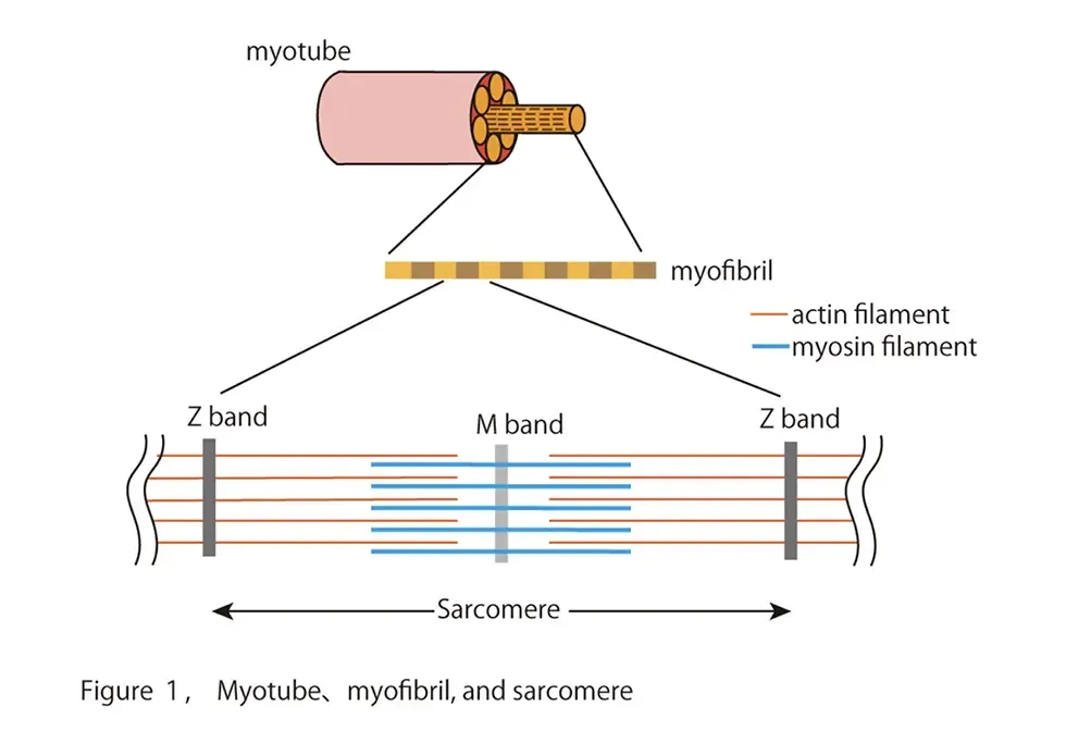 Hierarchical structure of skeletal muscle